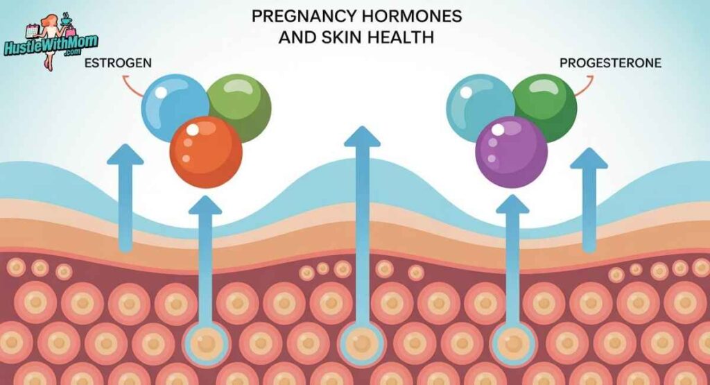 Educational graphic showing pregnancy hormones like estrogen and progesterone increasing skin tag formation.